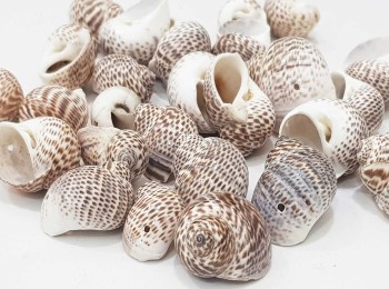 Big Sea Shells Beads, Natural Spiral Sea Shelss, Ocean Theme Summer Jewelry Supplies, Conch Shell Beads,