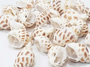 Big Sea Shells Beads, Natural Spiral Sea Shelss, Ocean Theme Summer Jewelry Supplies, Conch Shell Beads, Spiral Shell Beads